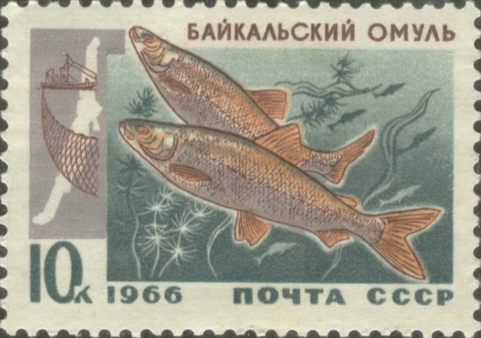 Байкальский омуль