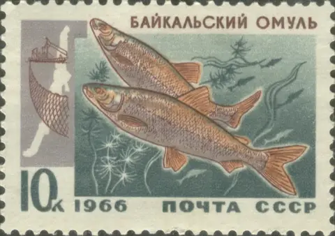 Байкальский омуль