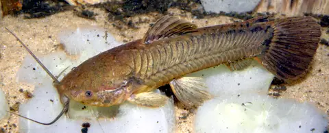 Каллихт