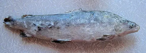 Муксун